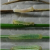 coen leander larva1 volg